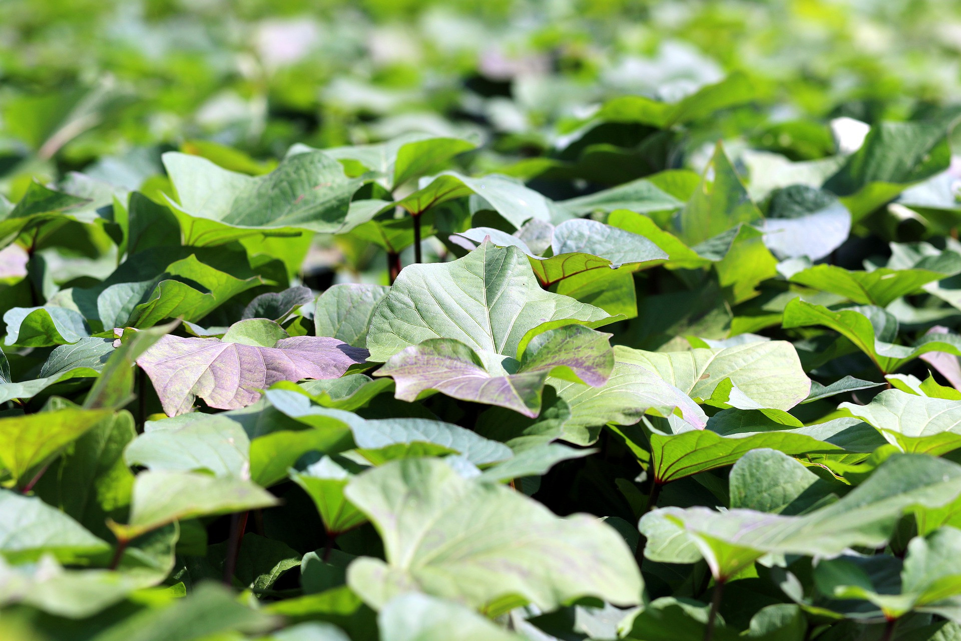 Reducing Uric Acid, These 8 Benefits of Consuming Sweet Potato Leaves for Health - JPNN.com