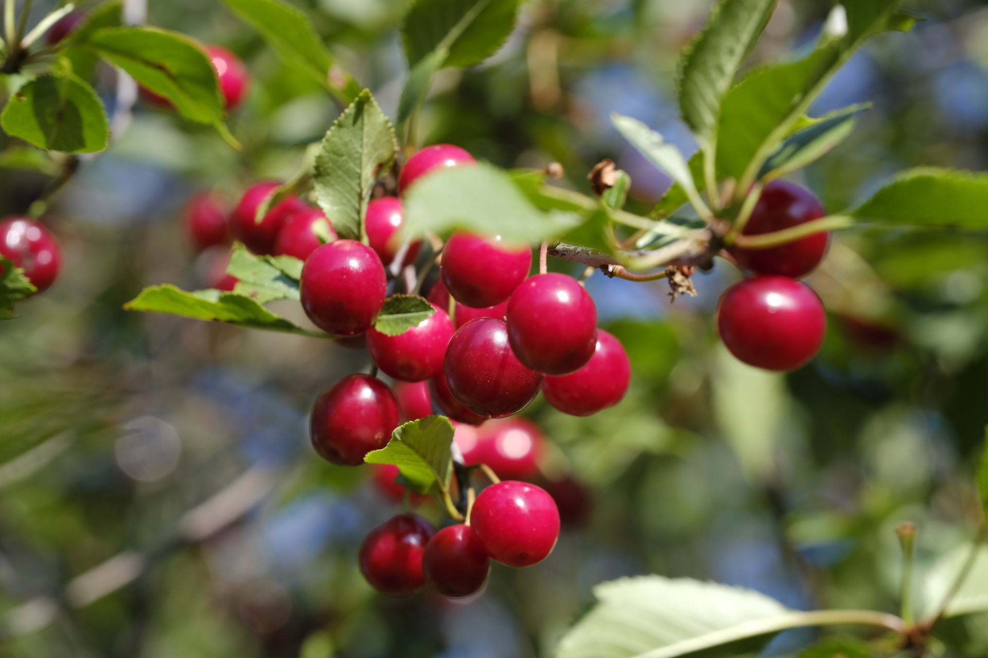 7 benefits of cherry leaves, one of which reduces cancer risk - JPNN.com