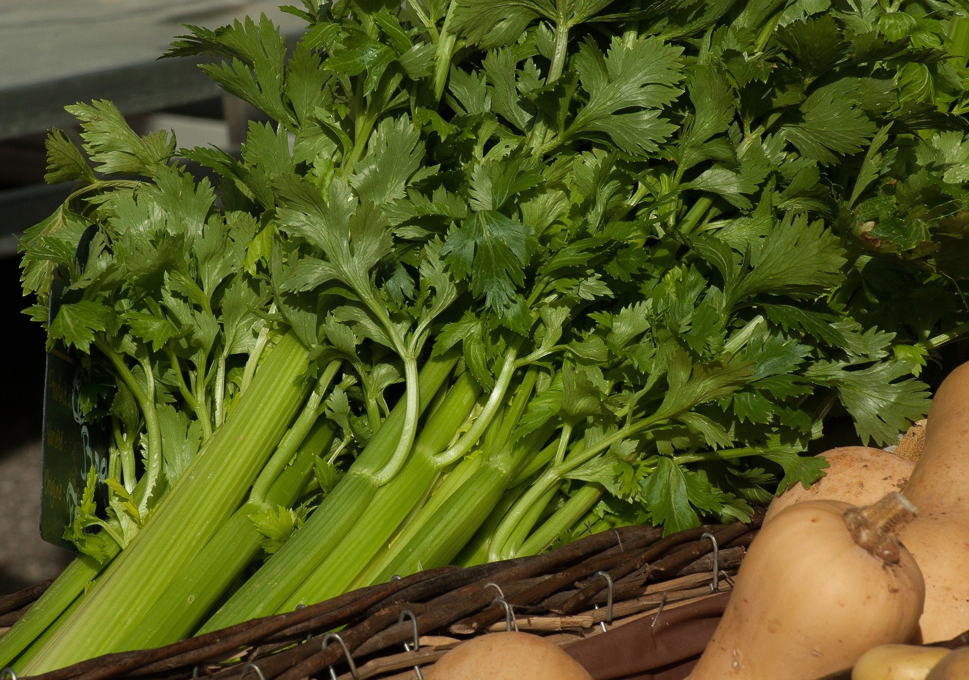 Keep your kidneys healthy, these are 9 magic benefits of celery leaves - JPNN.com