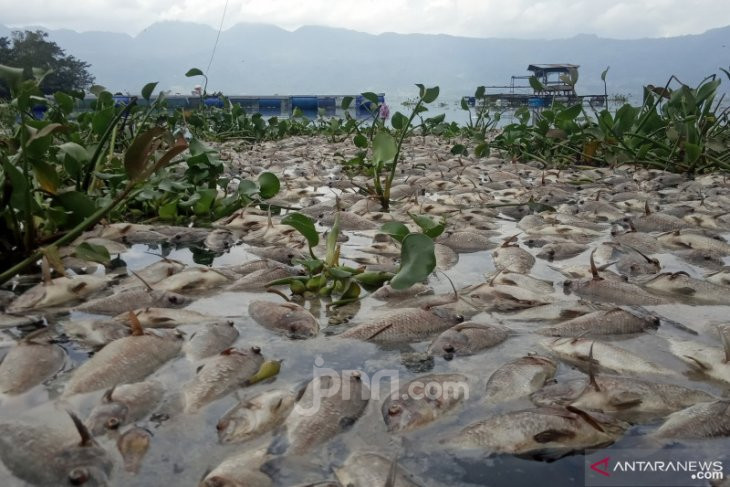 10 Ton Ikan di Danau Maninjau Mati Massal, Nih ...