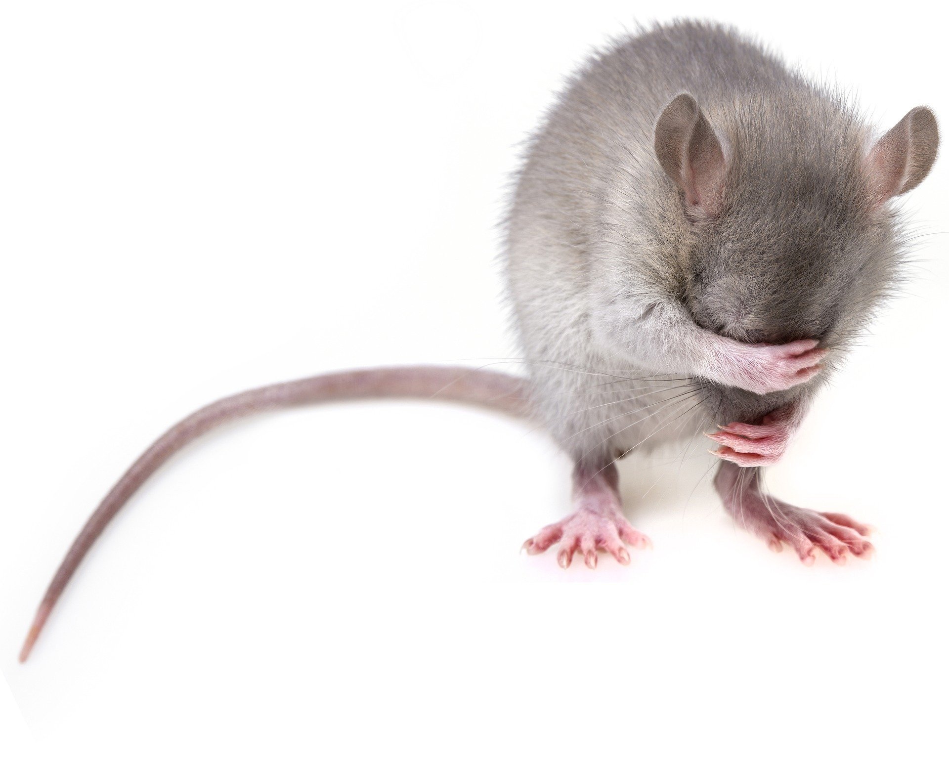 5 Daftar Penyakit Berbahaya Ketika Tikus Berhasil Masuk Ke Dalam Rumah