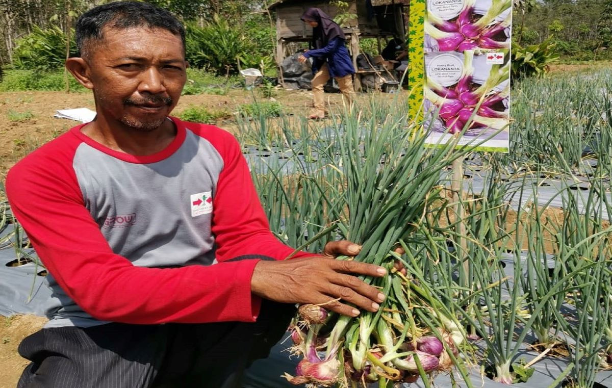 Ministry of Agriculture Invites Farmers to Plant Shallots of TSS Seeds, Profitable and Has Export Prospect