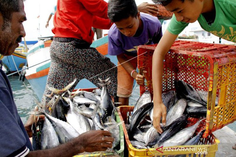 Cuaca Buruk Landa NTT, Harga Ikan Kerapu di Kupang Naik Dua Kali Lipat. Waduh! - JPNN.com Bali