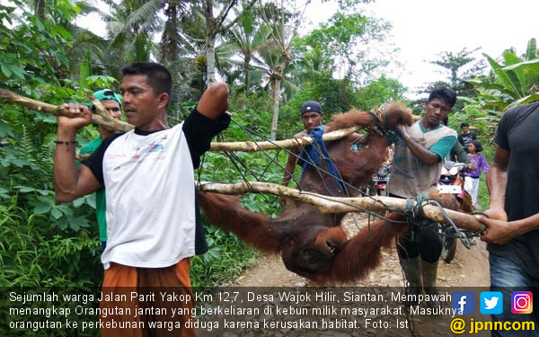 creambath harga anam titi Masuk Amankan ke Foto  JPNN Perkebunan, Orangutan  Warga