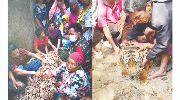 Dipercaya Piaraan Raja, Harimau Sumatra Dimakamkan Secara Adat