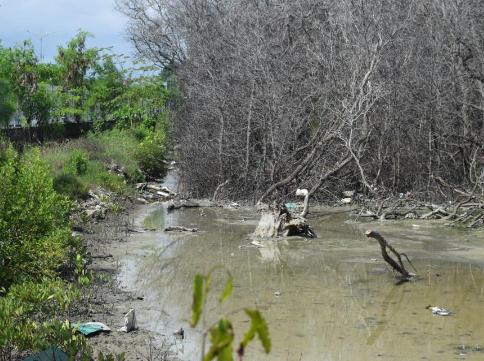 Duh, Mangrove di Sekitar Pelabuhan Benoa Mulai Rusak