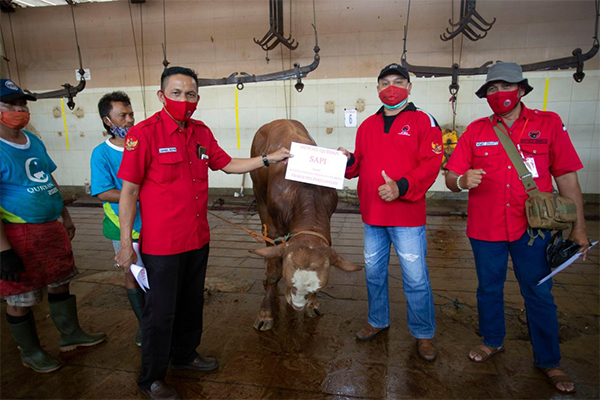 PDIP Surabaya Salurkan Daging Kurban 8 Sapi dan 4 Kambing, Dibagikan dari Rumah ke Rumah
