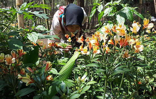 Cantiknya Batur Organic Park di Antara Tambang Galian C