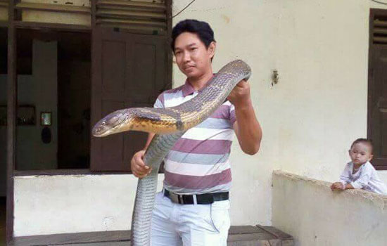 Ular King Cobra Gegerkan Warga Kalimantan, Ini Fotonya