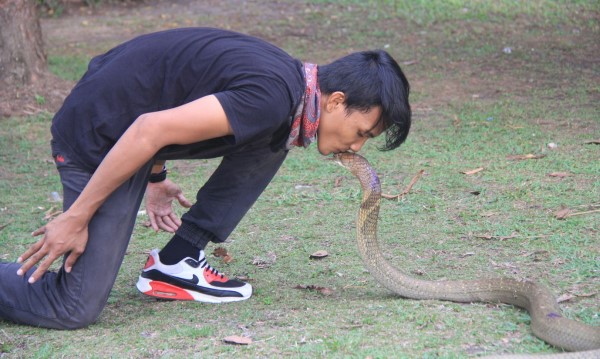 Dipatuk Kobra, Jenazah Pawang Dikelilingi Ular Peliharaannya