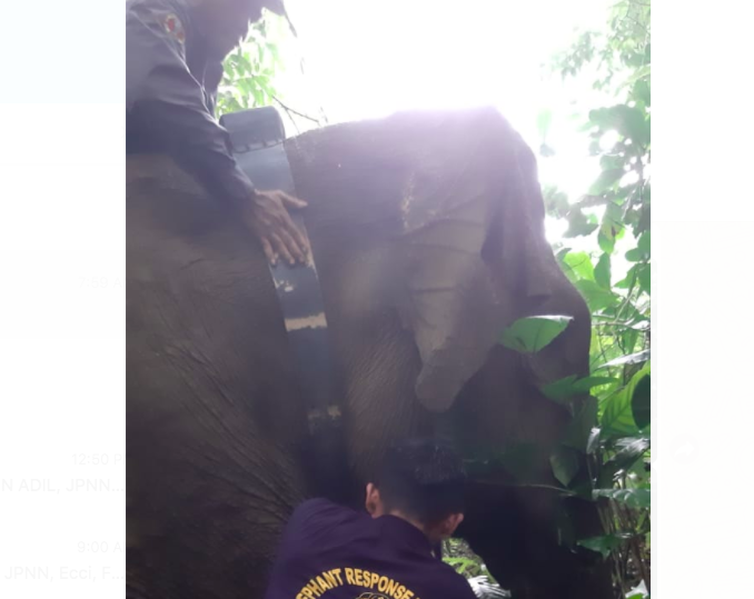 Pantau Pergerakan Gajah Sumatera, KLHK Pasang Teknologi GPS
