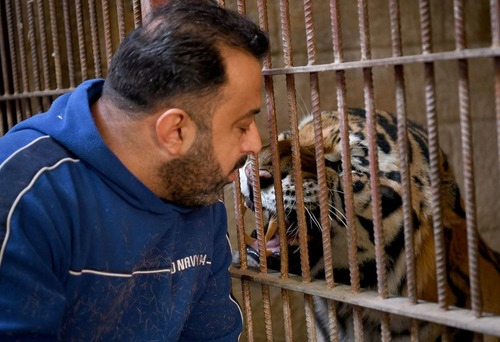 Perang Suriah Bukan Halangan Untuk Mencium Singa atau Berbincang dengan Harimau