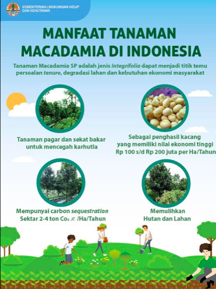 Infografis : Inilah Manfaat Tanaman Macadamia