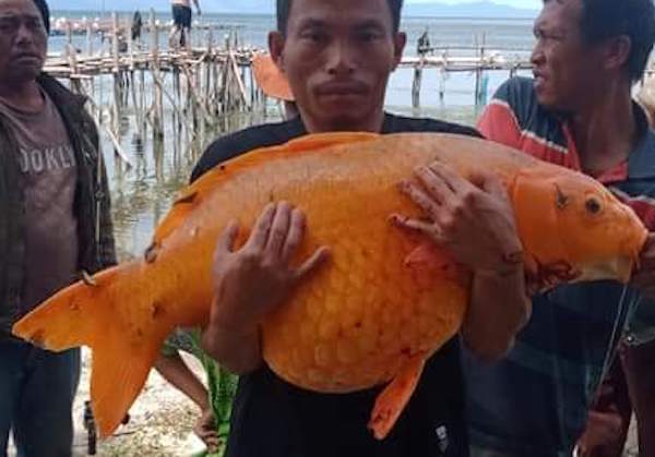 Memancing di Danau Toba, Pria Ini Dapat Ikan Mas Raksasa, Lihat Fotonya