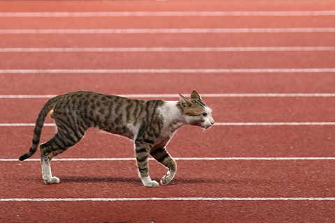 Kucing Siapa tuh Bikin Heboh Asian Games 2018