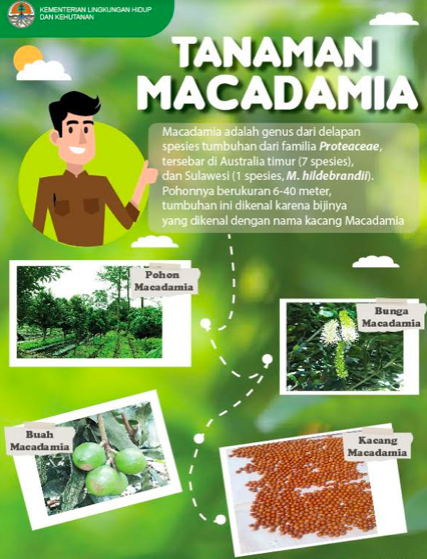 Infografis : Macadamia, Si Ajaib untuk Rehabilitasi Hutan