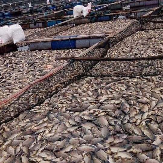 Jutaan Ikan Mati Massal di Danau Toba, Petani Rugi Miliaran