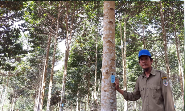 Kebun Benih Semai, Selamatkan 3 Tanaman Asli Bumi Sriwijaya