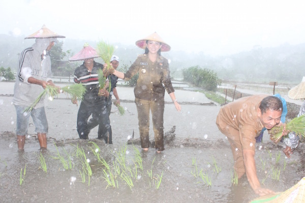 Diguyur Hujan, Bupati Karolin Pantang Menyerah Bareng Petani