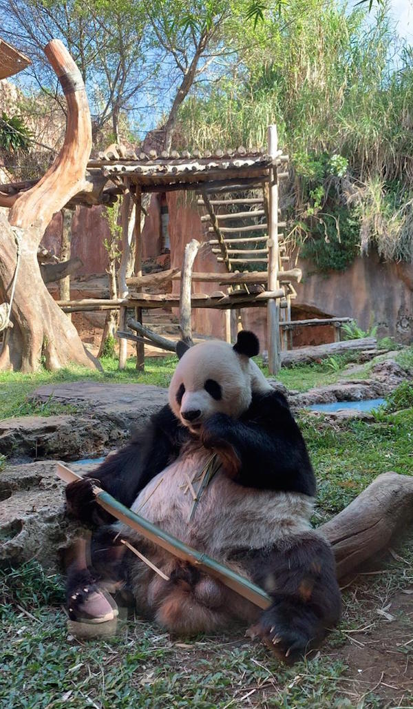 Menikmati Wisata Edukasi Istana Panda di Taman Safari Bogor