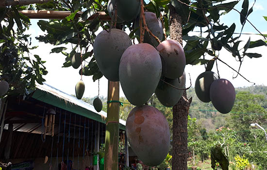 Cantiknya Batur Organic Park di Antara Tambang Galian C