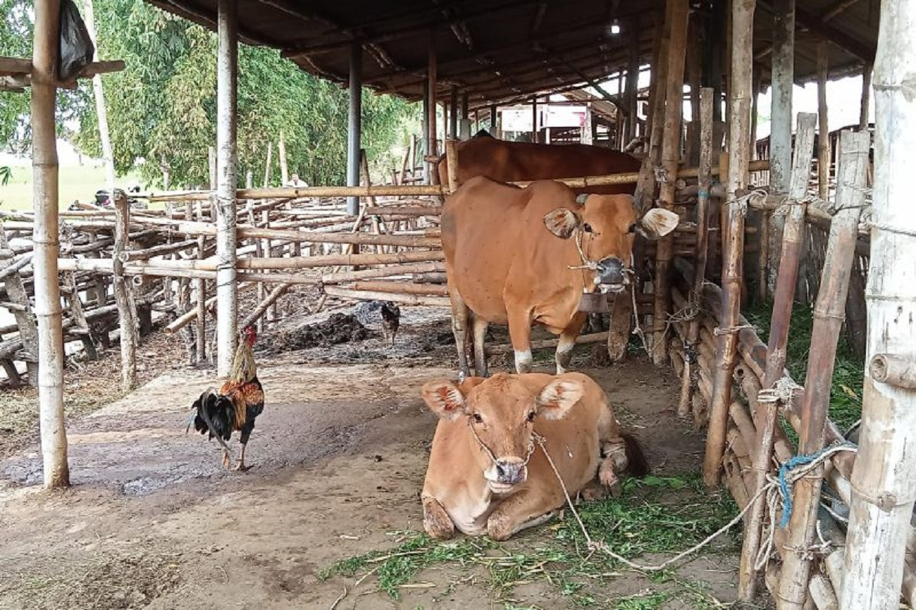 Heboh Kasus PMK, Harga Daging Sapi di Lombok Tengah Stabil - JPNN.com NTB
