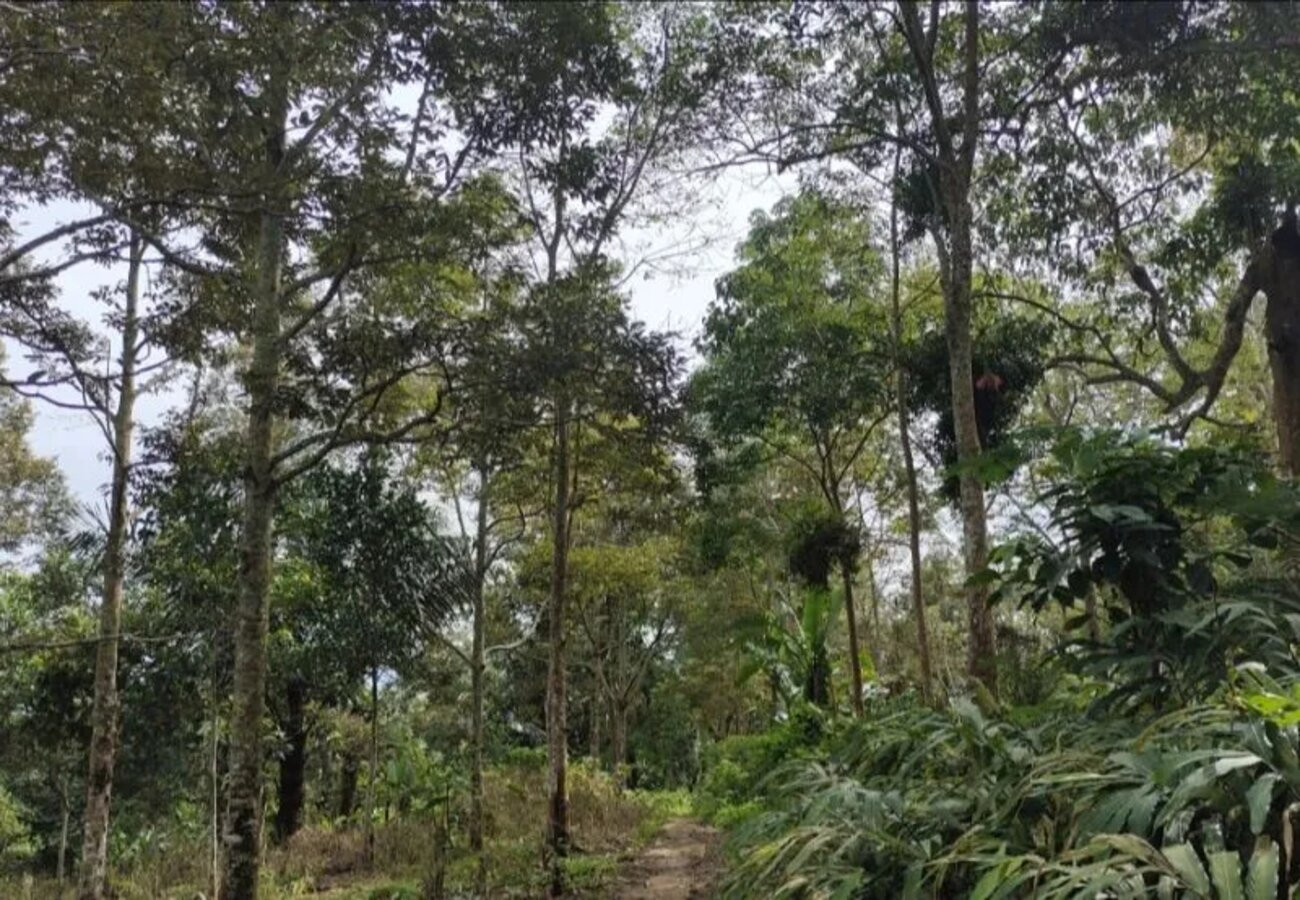 Pemprov Lampung Mulai Melakukan Penataan Kawasan Hutan - JPNN.com Lampung