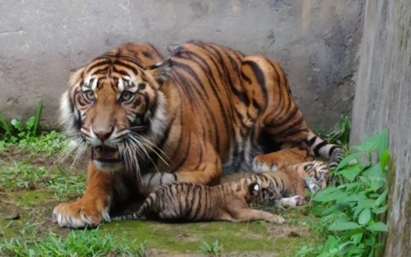 Ternyata Total Sudah Empat Harimau yang Mati Daerah 
