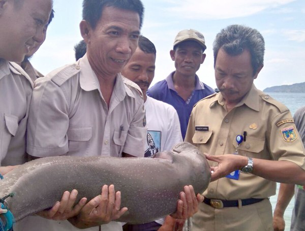 Misteri Penemuan Ikan  Duyung  Dua Kali Selalu di Hari 